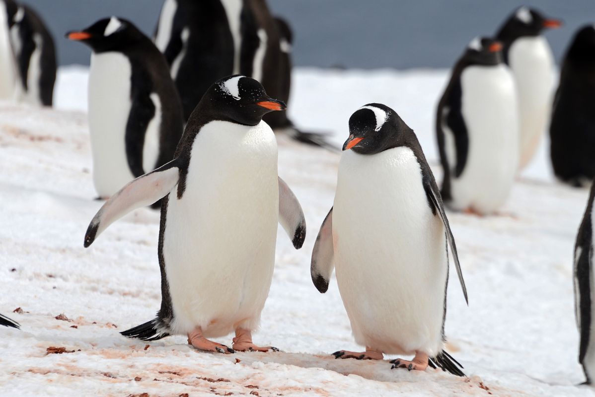 11B Two Gentoo Penguins On Danco Island On Quark Expeditions Antarctica Cruise